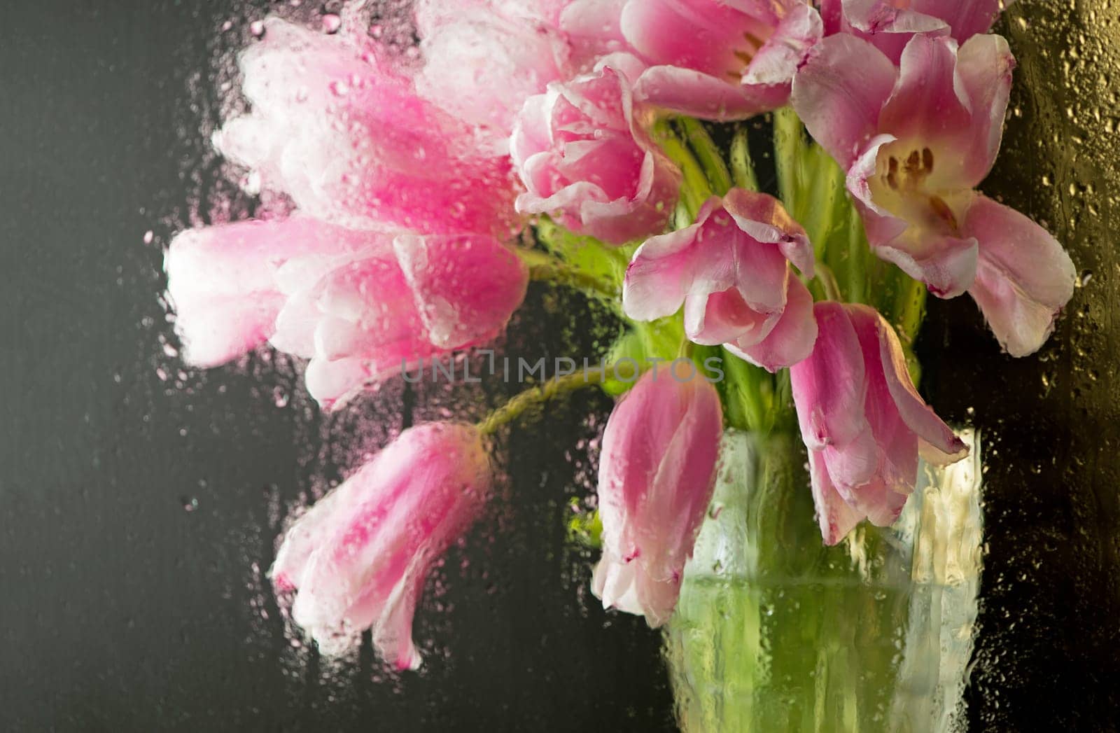 pink tulips on a black background through wet glass