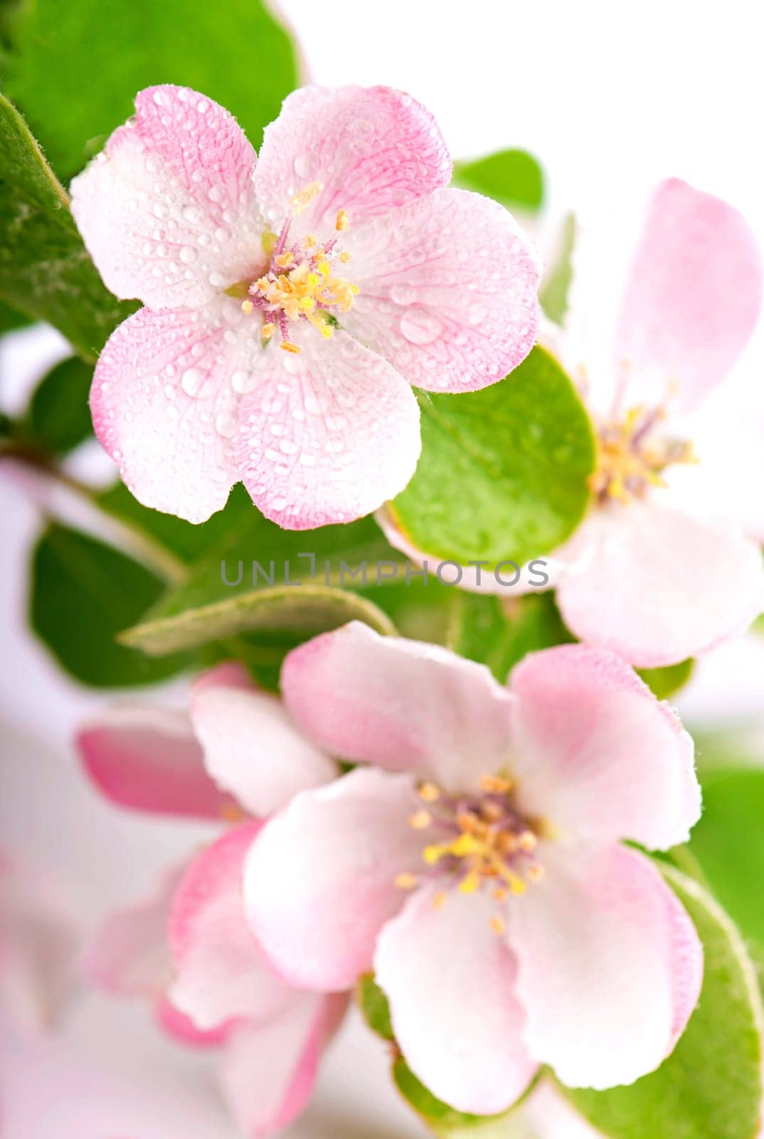 Pink apple tree flowers blossoms with green leafs on white background by aprilphoto
