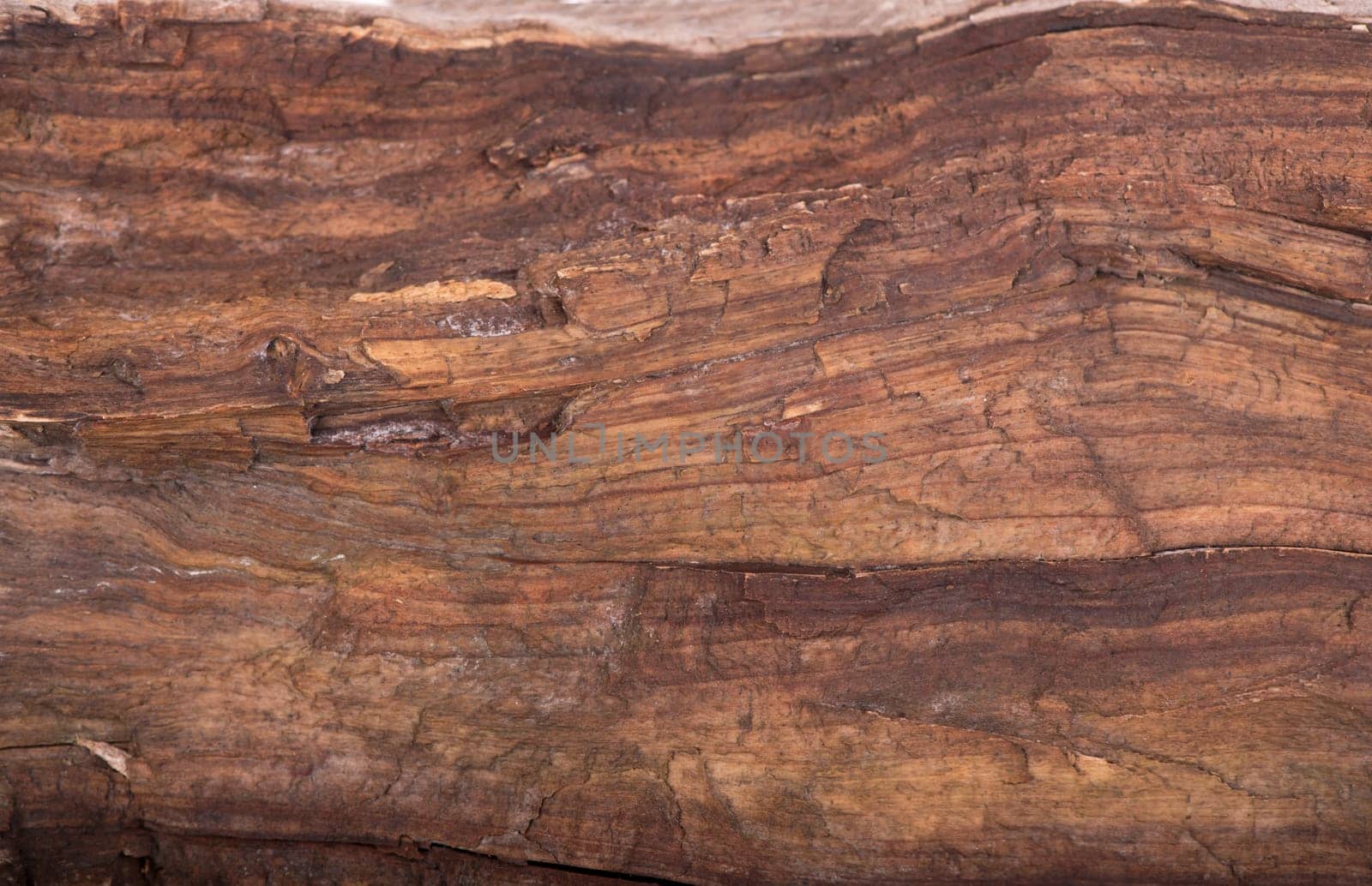 Concept Nature and production of wood products. texture of bark wood use as natural background by aprilphoto