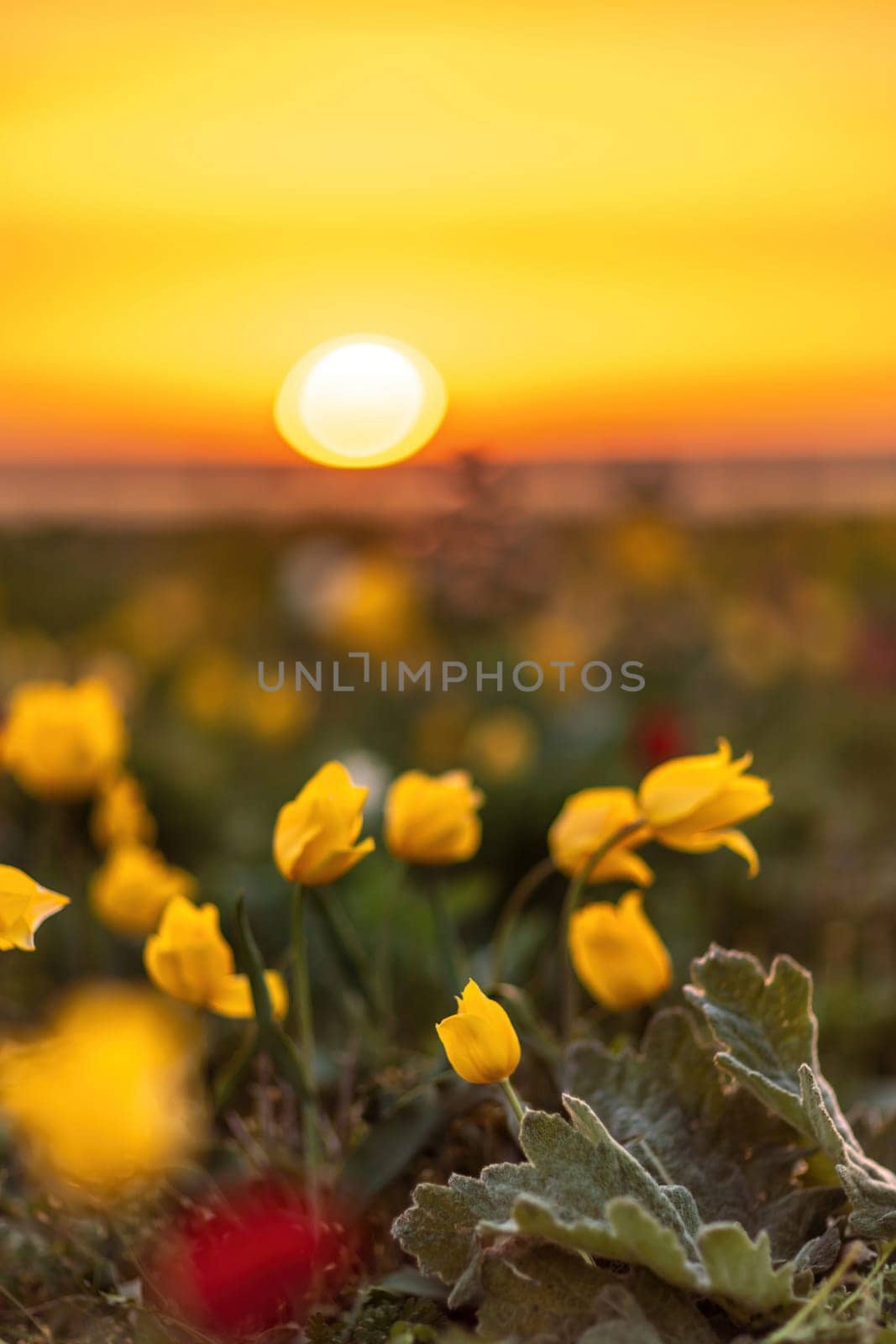 Wild tulip flowers at sunset, natural seasonal background. Multi-colored tulips Tulipa schrenkii in their natural habitat, listed in the Red Book. by Matiunina