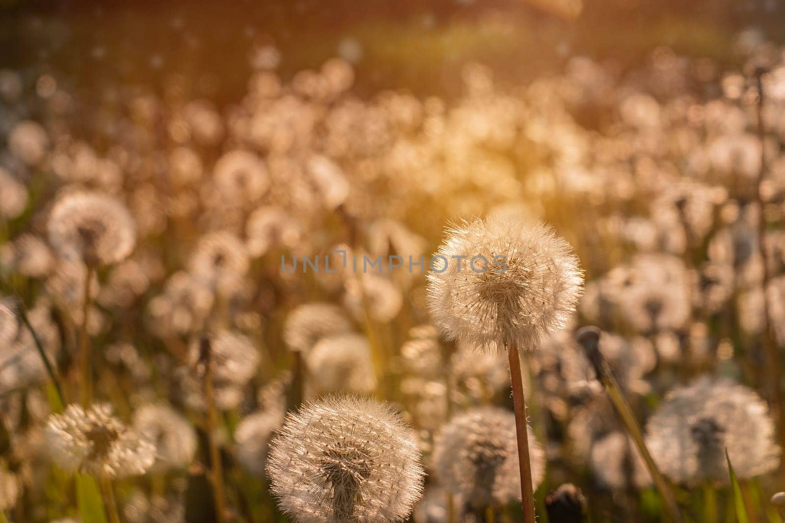 Fluffy dandelions glow in the rays of sunlight at sunset in the field.