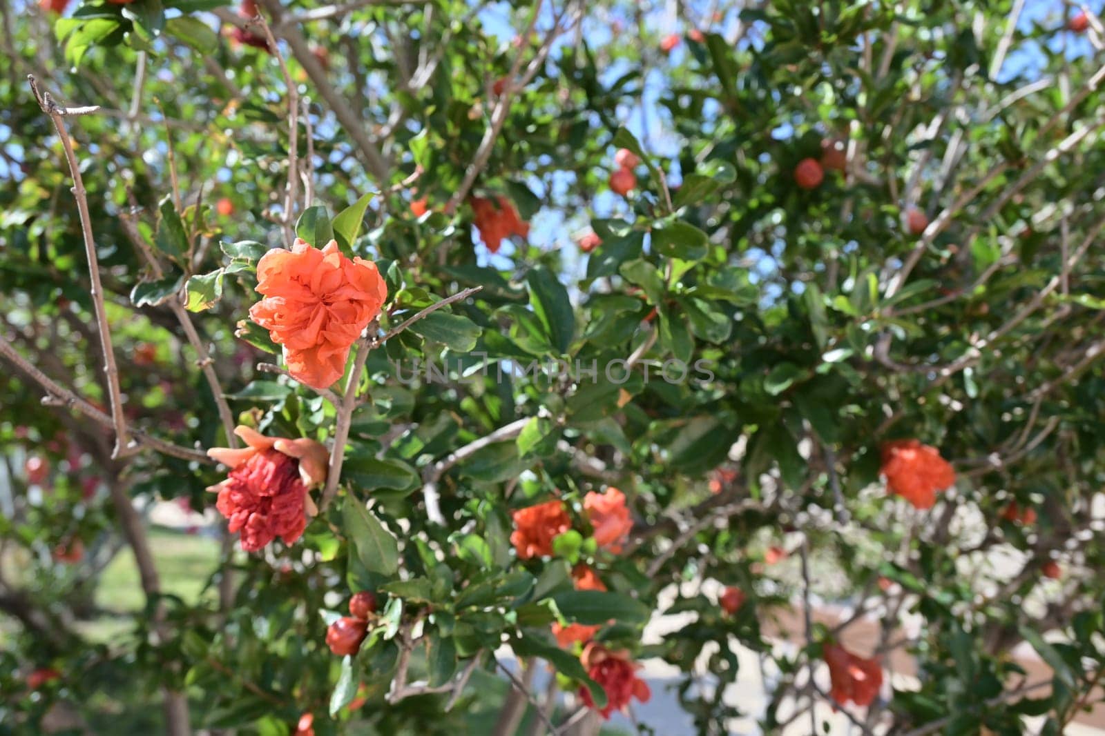 Red pomegranate flowers on pomegranate tree in the garden by jcdiazhidalgo
