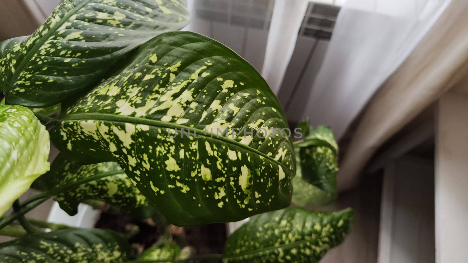 Dieffenbachia plant in a pot by the window. Interior in light colors. Background with plant with green leaves and fabric curtain. Abstract background with partial focus