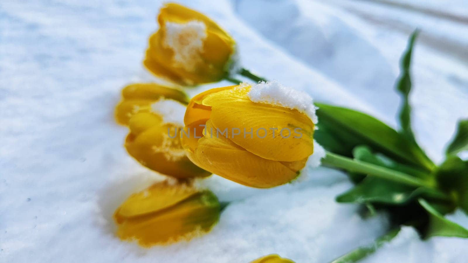 Bouquet of beautiful yellow tulips on snow on cold sunny day. Concept of opposite. Winter and flowers. International Women's Day March 8, Mother's Day, Valentine's Day. Card, background, copy space