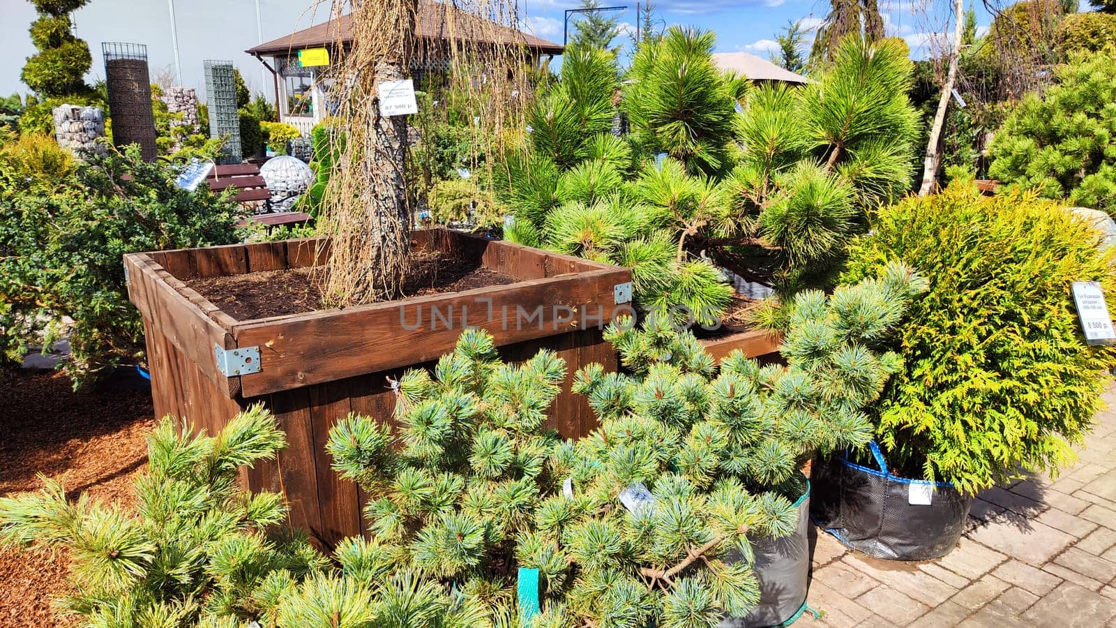 Kirov, Russia - April 23, 2023: Garden centre, plant nursery. Shopping center for the sale of plants, trees, flowers for garden. Early spring or summer day