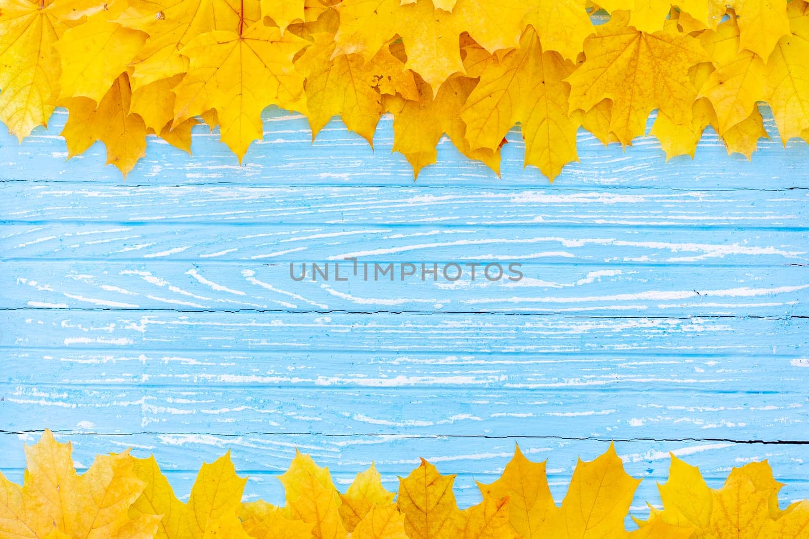 Autumn leaves frame on one down and up side wooden blue background top view Fall Border yellow and Orange Leaves vintage wood table Copy space. Mock up for your design. Display for product or text
