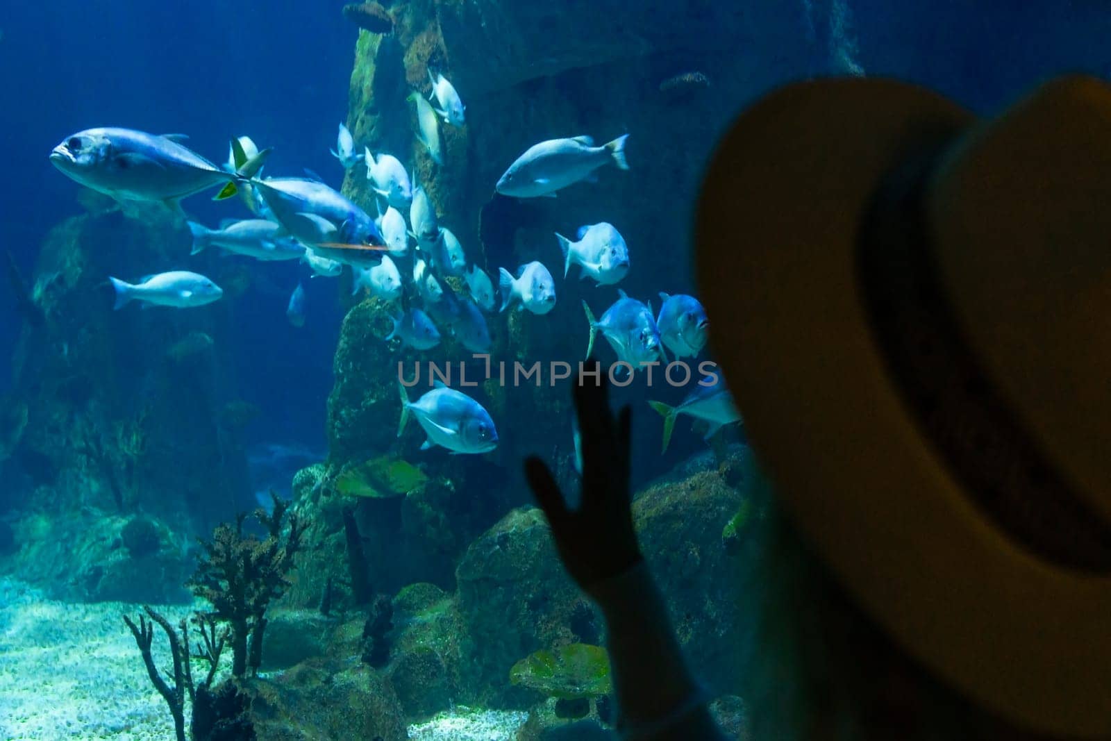 A young woman touches a stingray fish in an oceanarium tunnel.