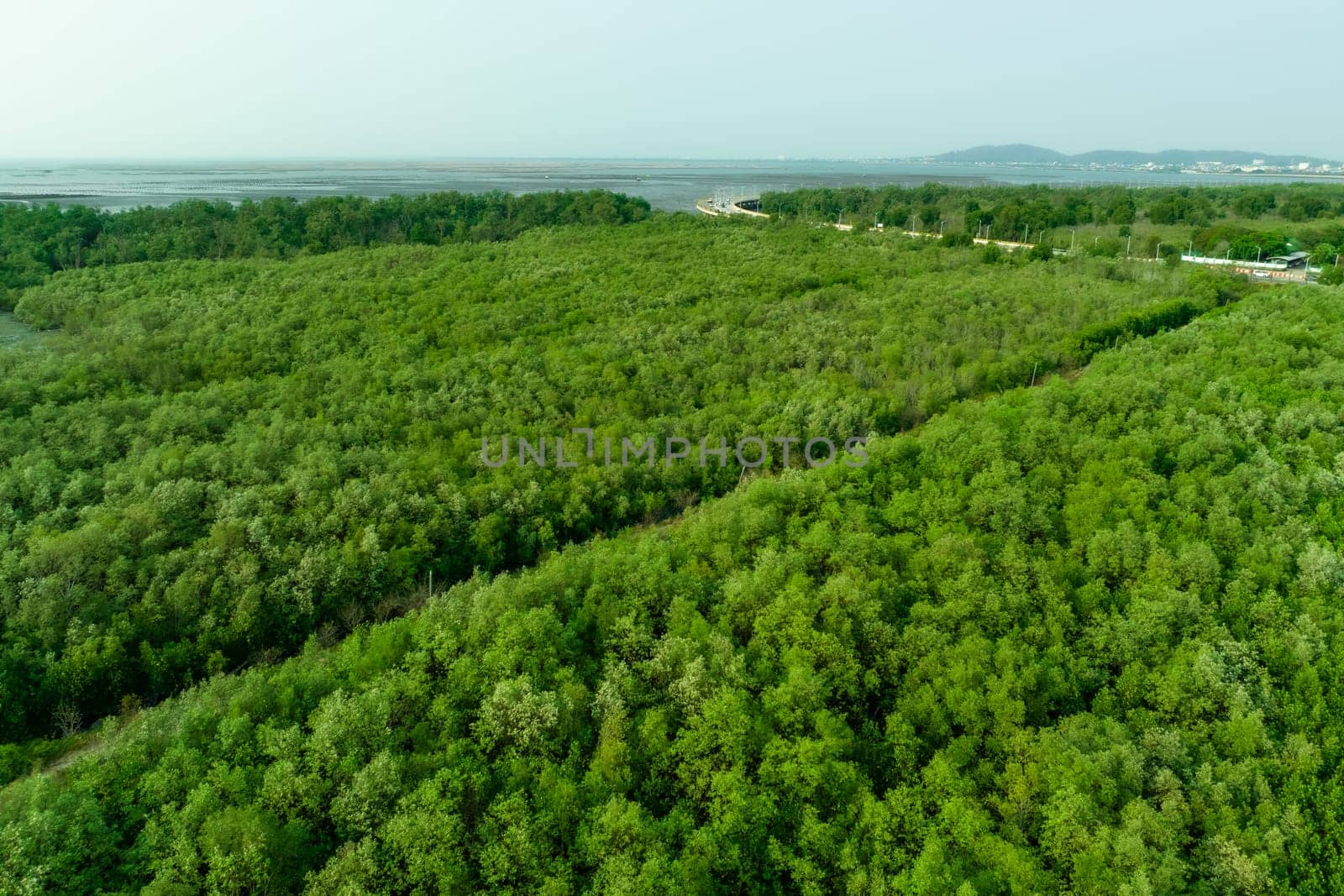 Green mangrove forest capture carbon dioxide. Net zero emissions. Mangroves capture CO2 from atmosphere. Blue carbon ecosystems. Aerial view mangrove trees and mudflat coastal. Natural carbon sinks. by Fahroni