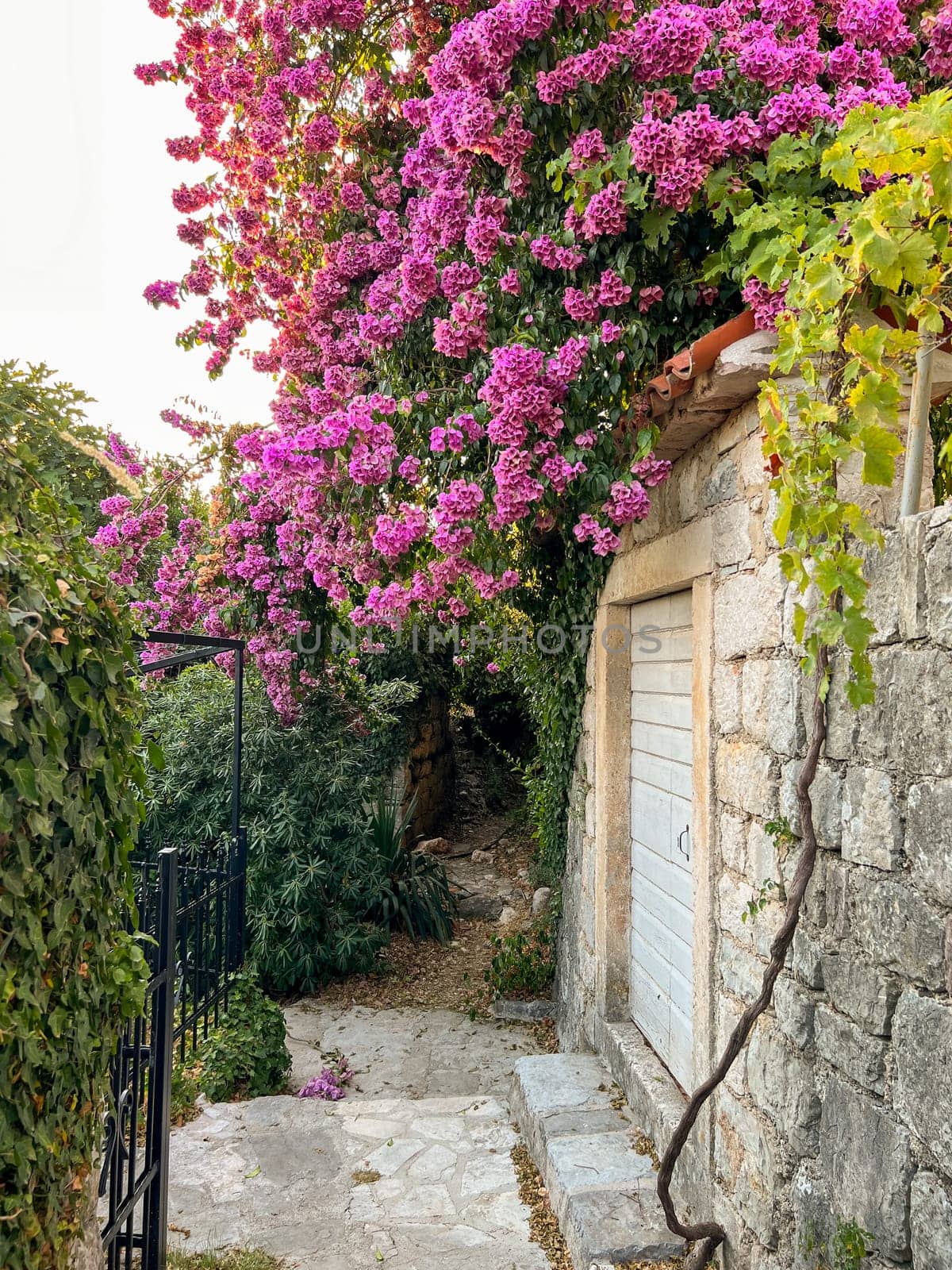 Pink blooming bougainvillea hangs over an old stone house in the garden. High quality photo