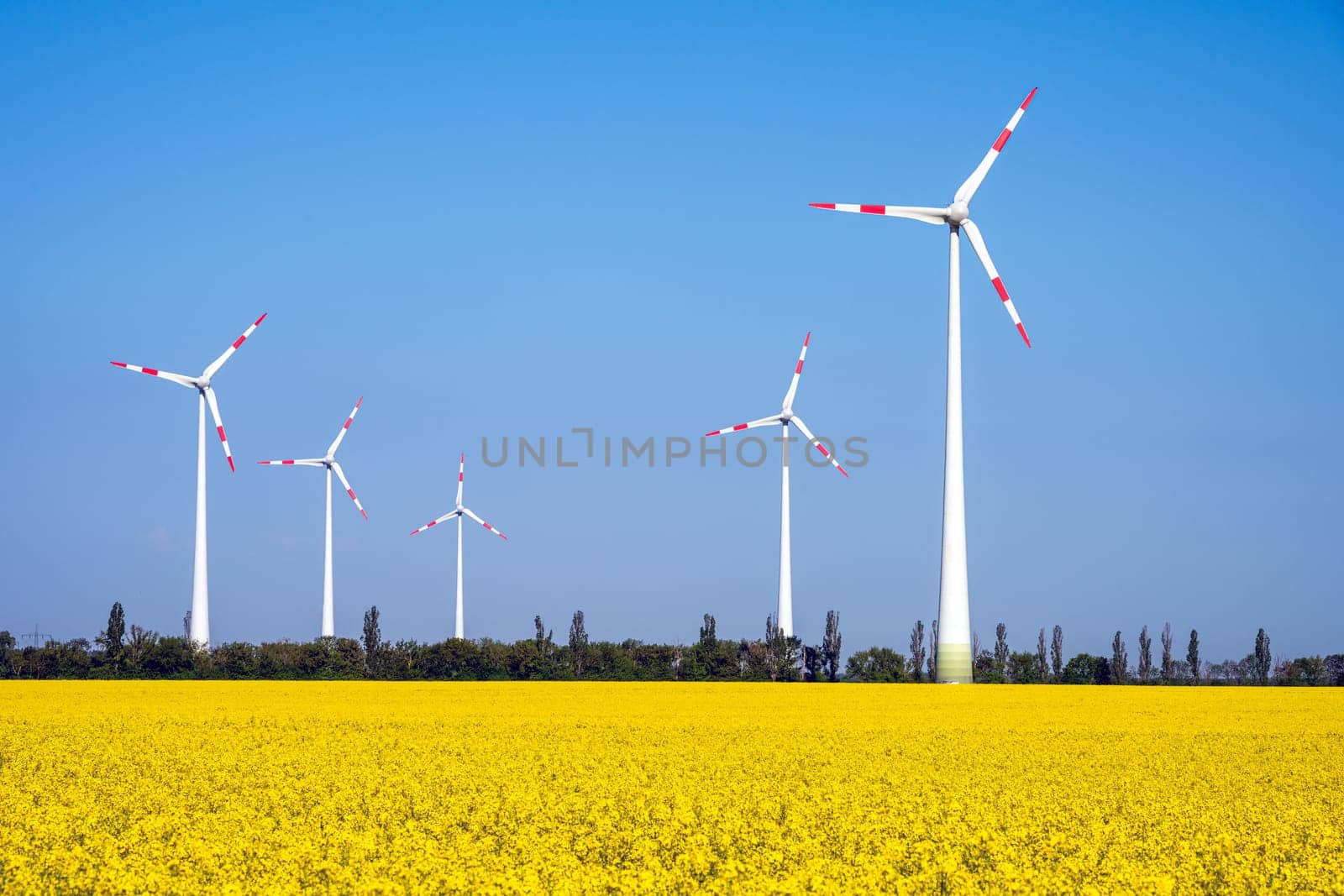 Wind turbines in a flowering rapeseed field by elxeneize