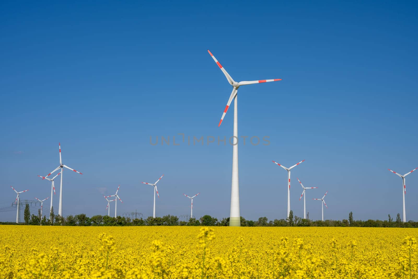 Wind turbines in a flowering canola field by elxeneize