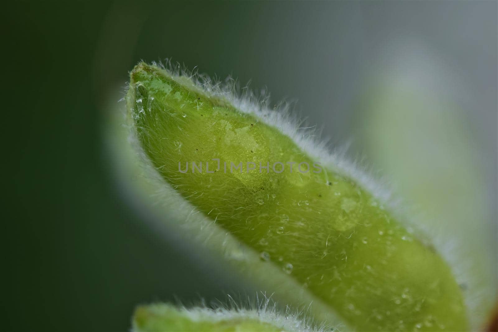 Closeup of a green wet ripe lupine pod in the rain against a blurred background