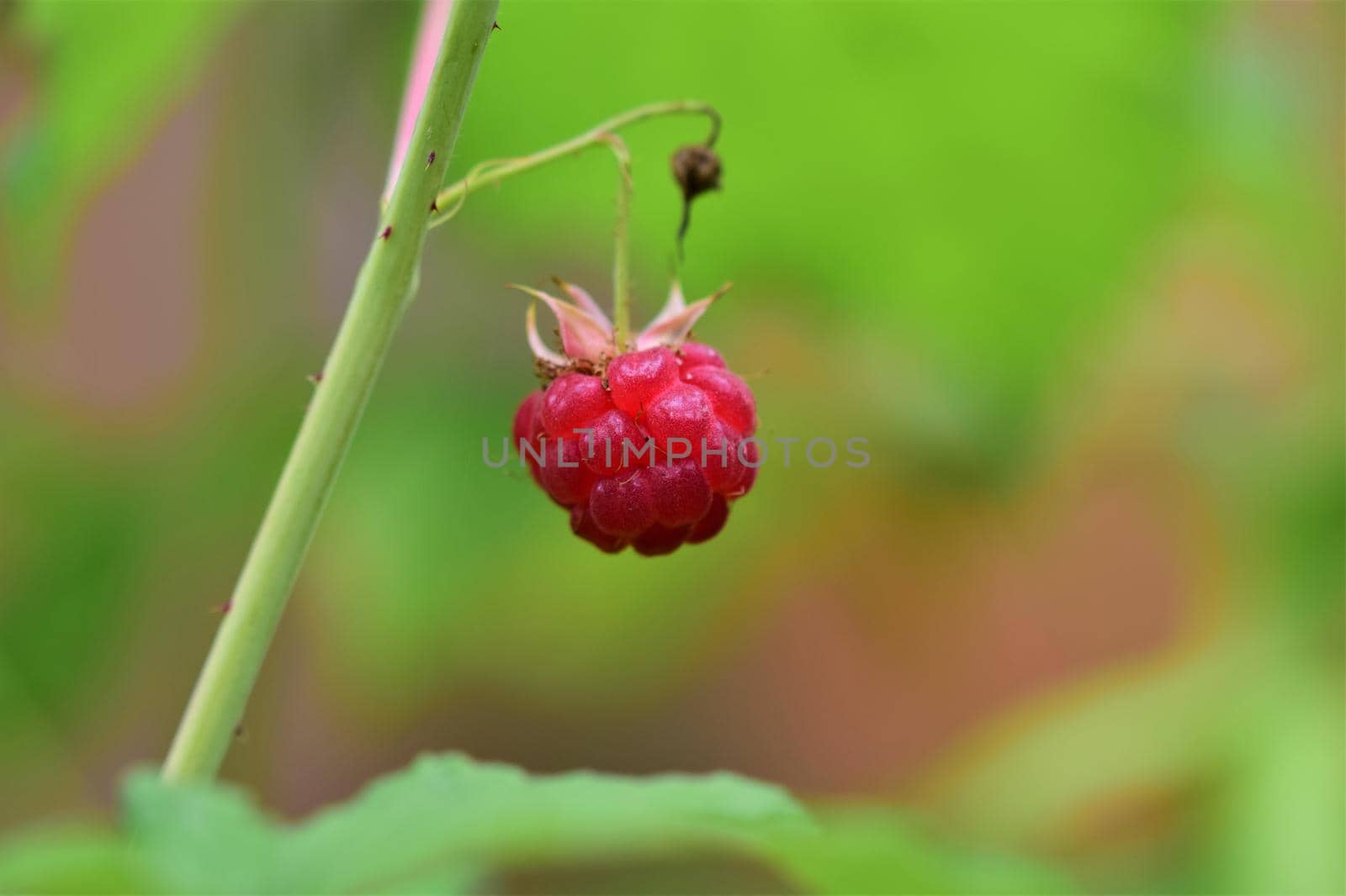 Ripe red raspberry as a close up against a blurred background by Luise123