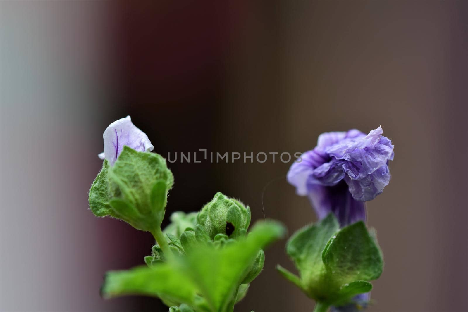 close up of two unfolding purple striped mallow flowers