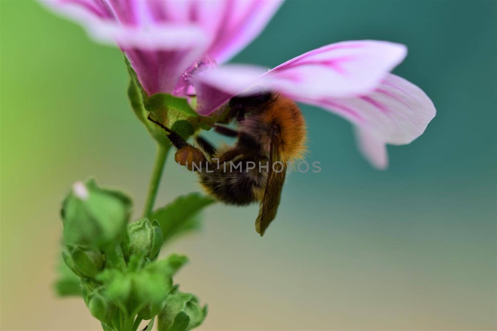 Bumble bee collects pollen in a purple striped mallow flower