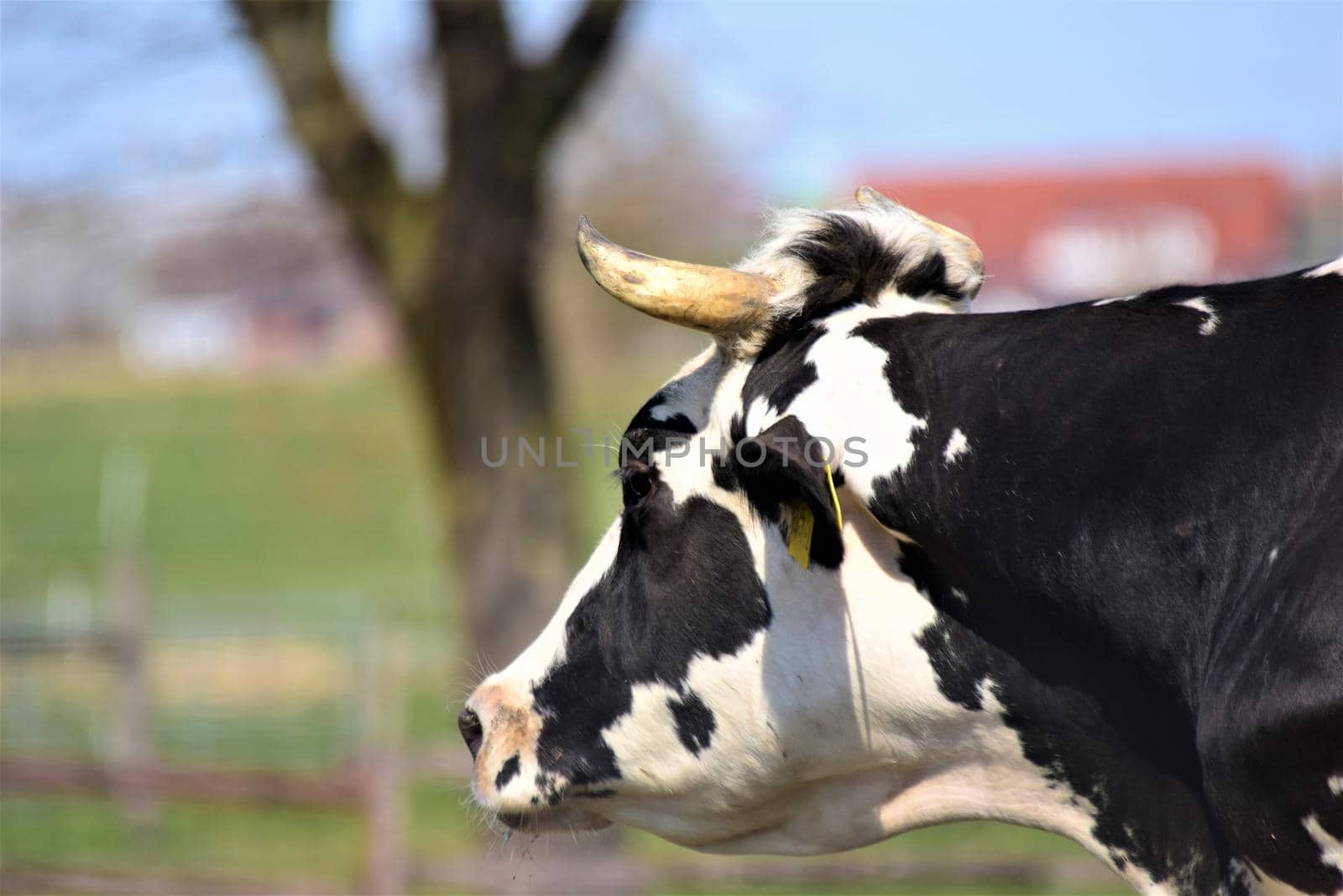 Portrait of the head of a black and white cow against a blue sky with trees by Luise123
