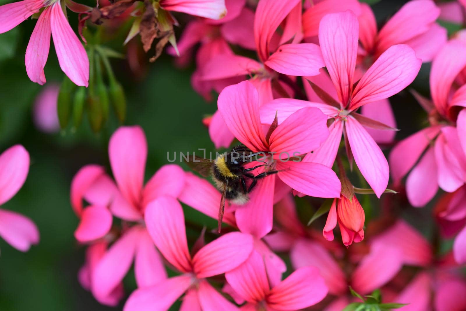 Bumble bee collects pollen in a pink geranium flower by Luise123