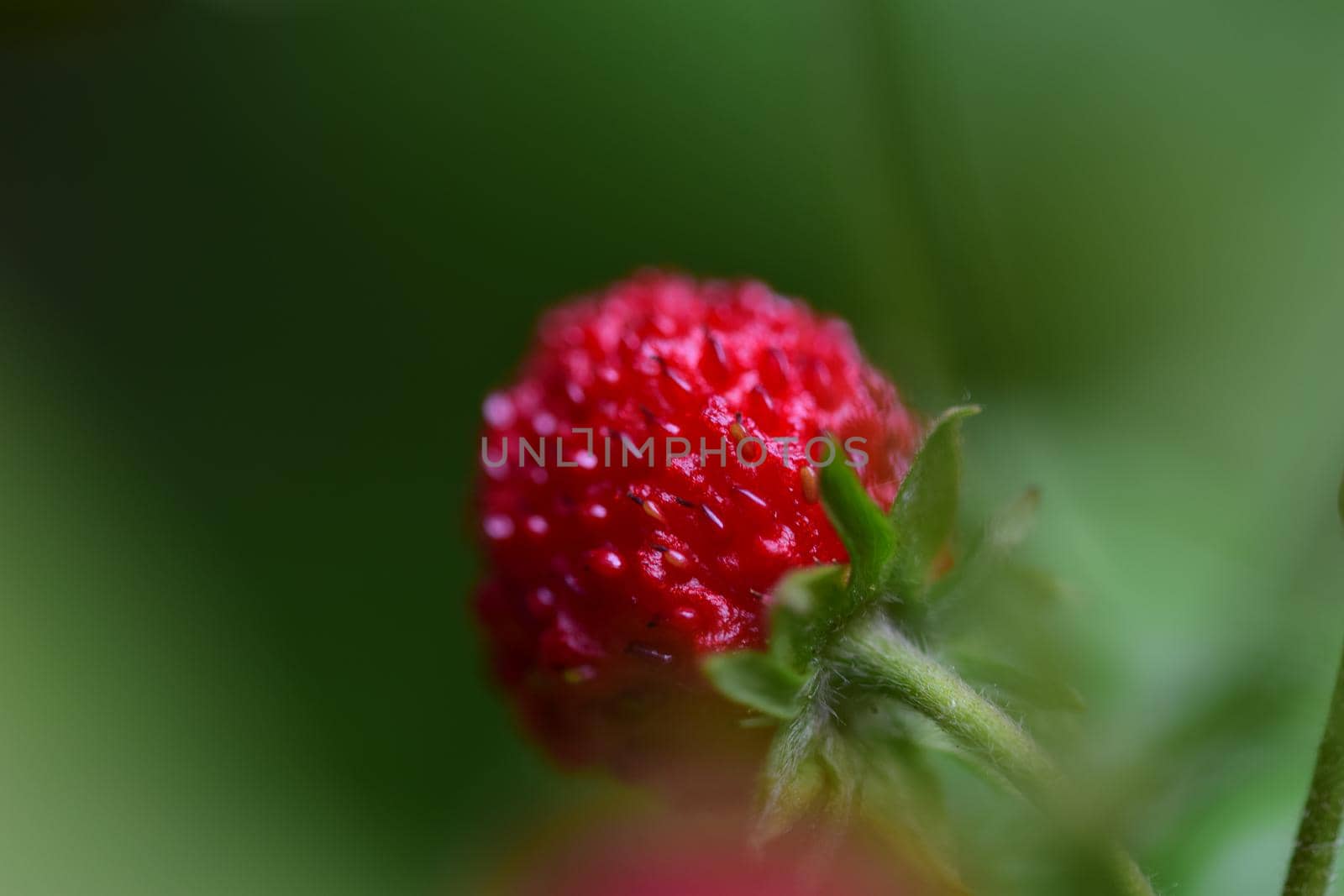 Ripe red strawberry on the stem in the bush by Luise123