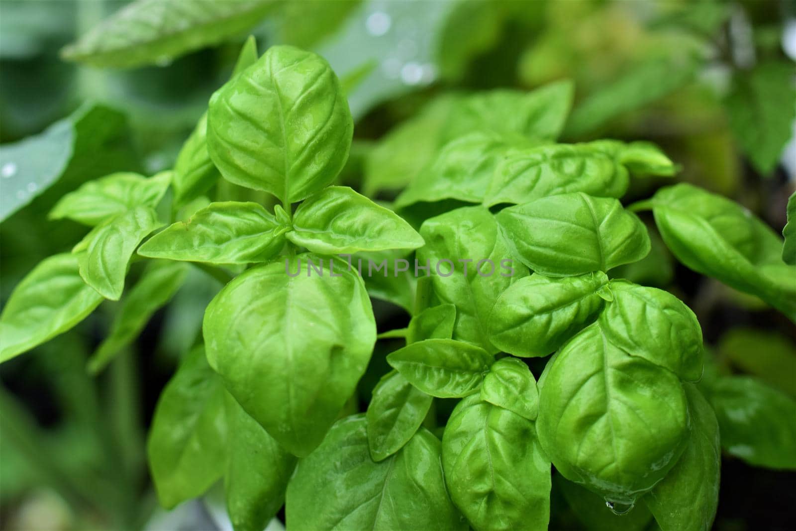 Close up of wet basil against a blurred background after rain by Luise123