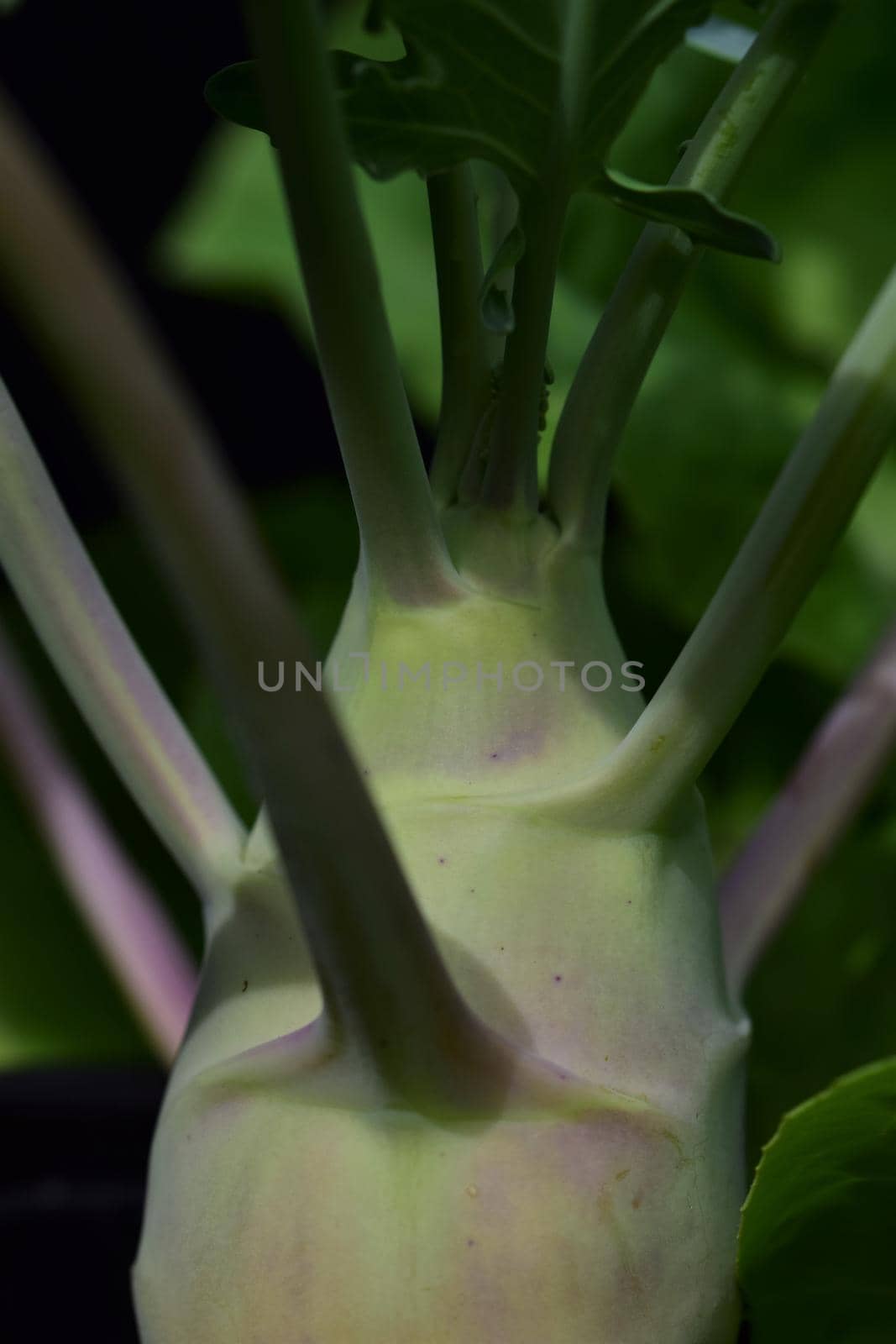 Pear shaped kohlrabi as a close up by Luise123