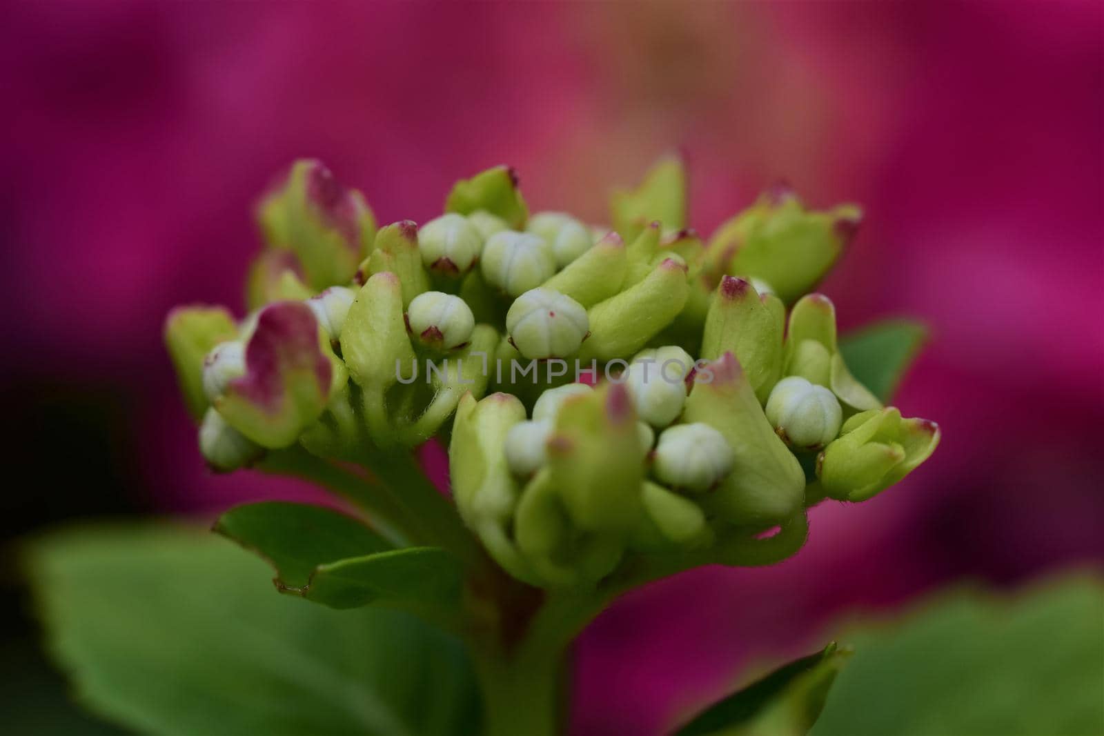 One pink hydrangea bud as a closeup