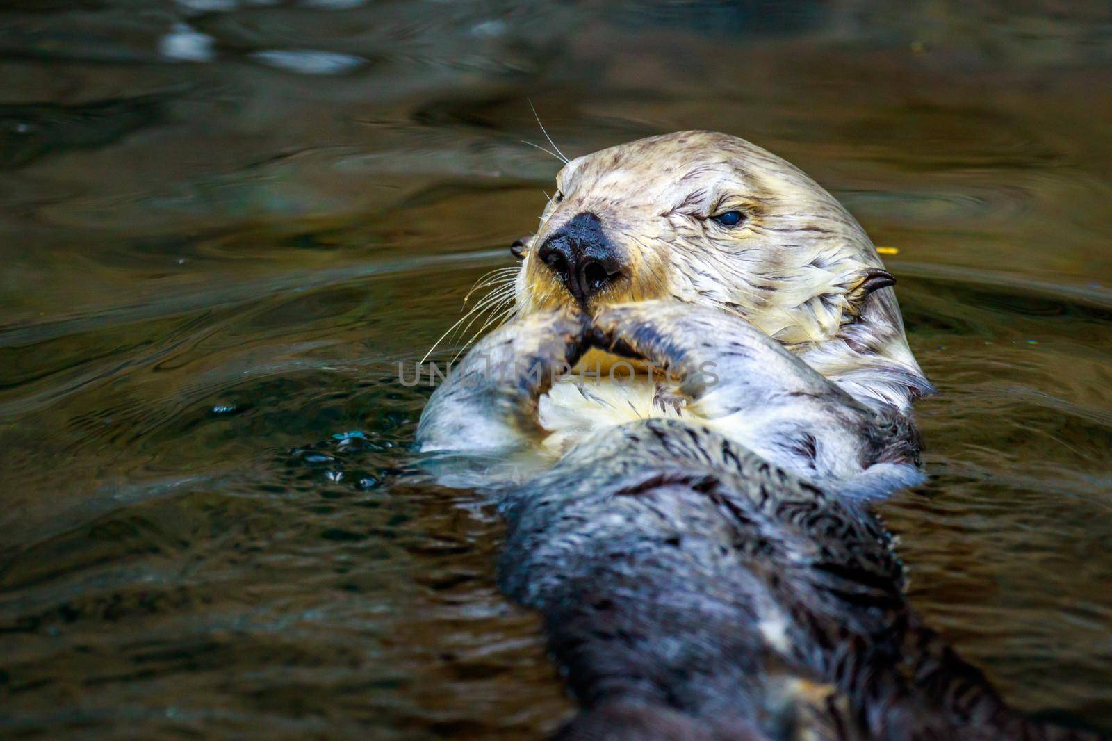 Sea Otter Feeding by gepeng