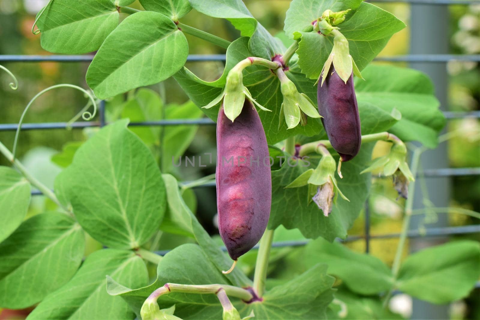 Purple peas growing on a bush in the garden by Luise123