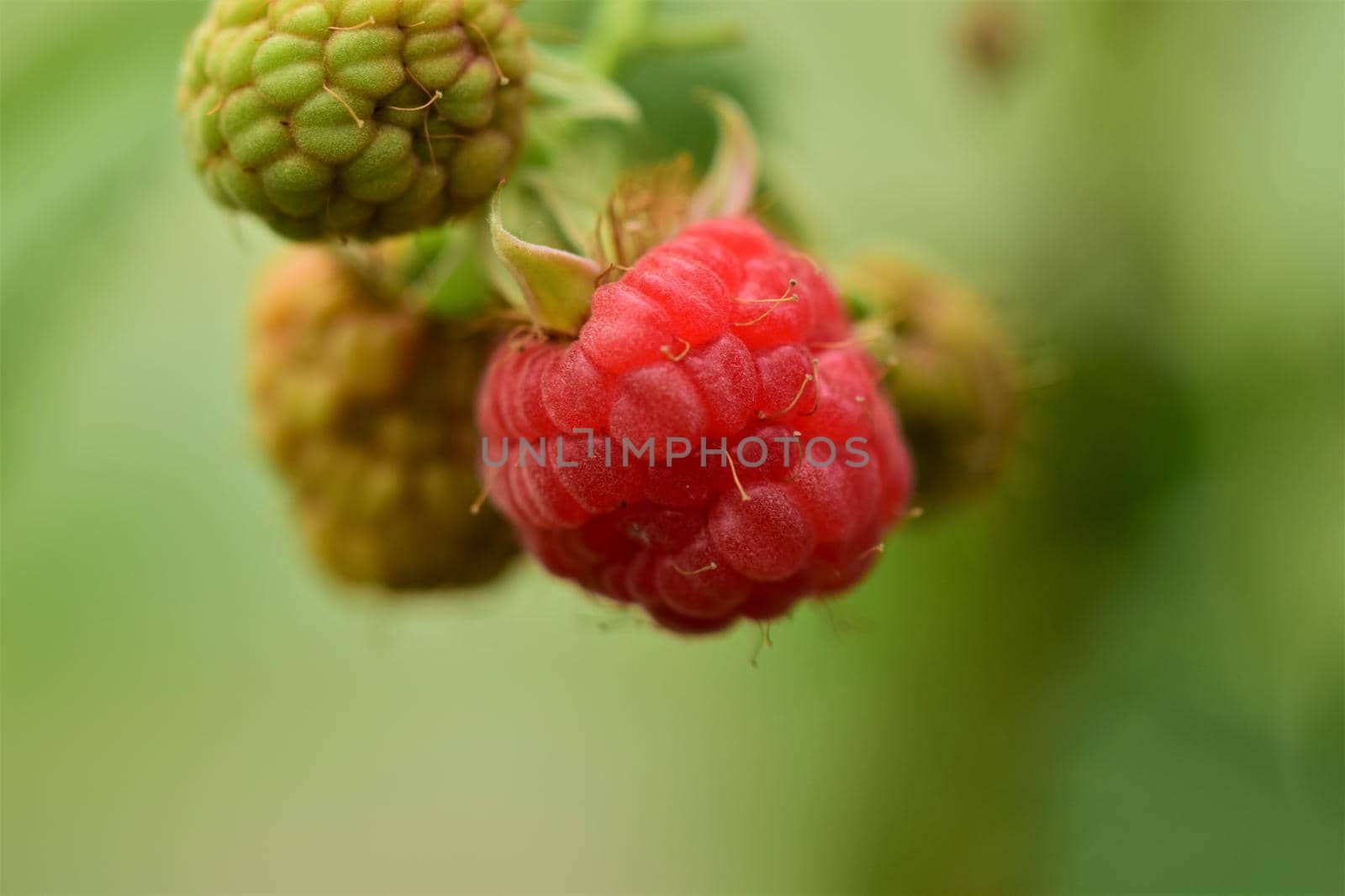 Ripe red raspberry and unripe green rashberries as a close-up