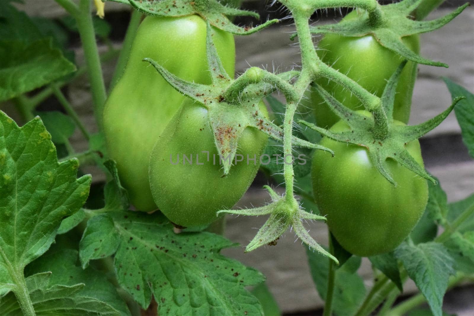 Unripe green tomatoes on the stem as a close-up