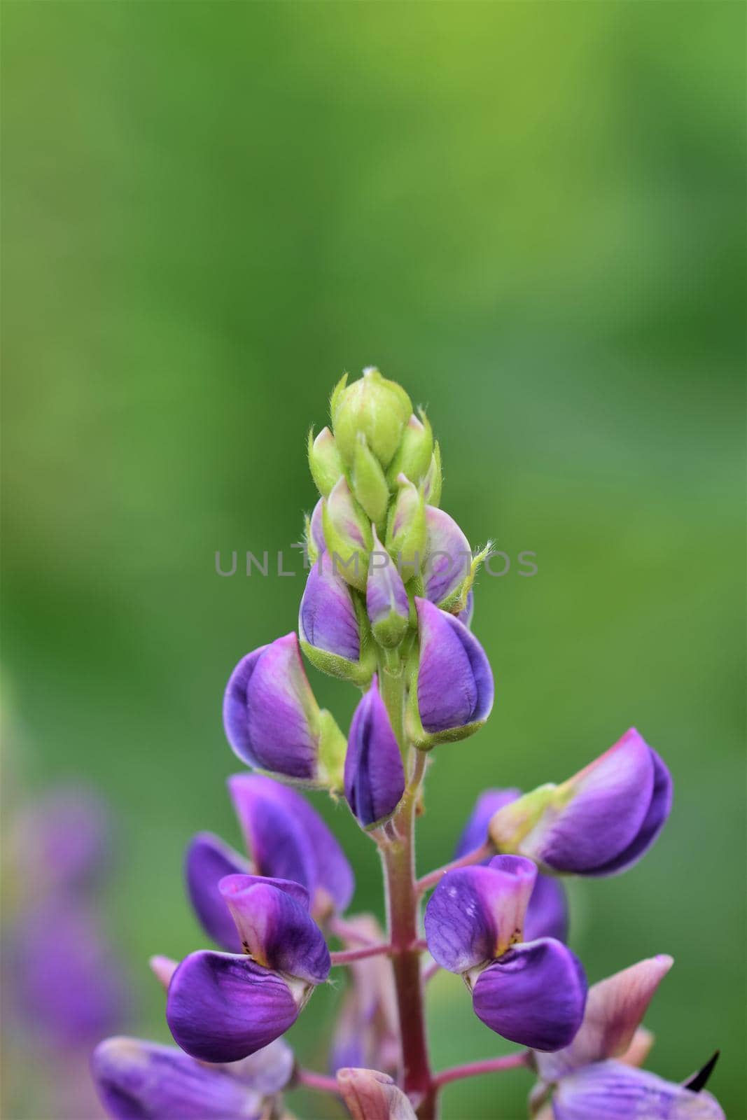 Close up of colorful purple lupin against a green background by Luise123