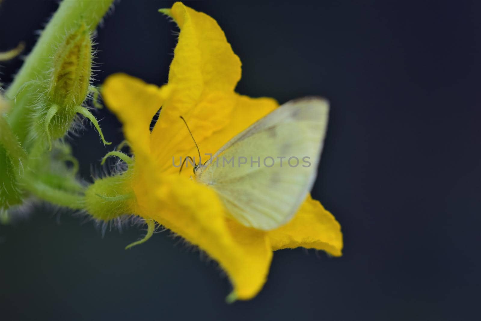 Pieris rapae - cabbage white butterfly in a cucumber blossom as a close up by Luise123