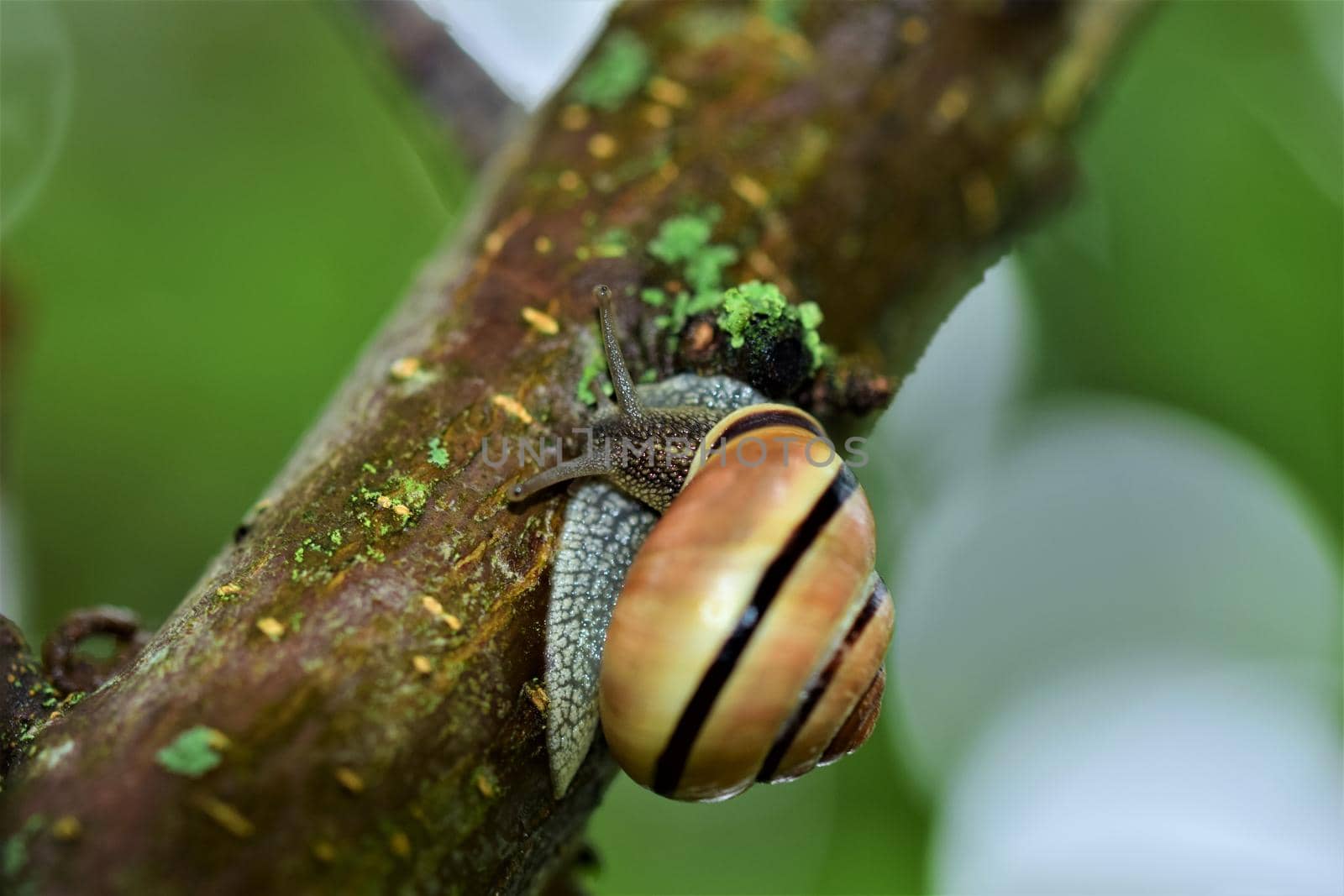 Close-up of a housing snail on a brown tree branch against agreen blurred background