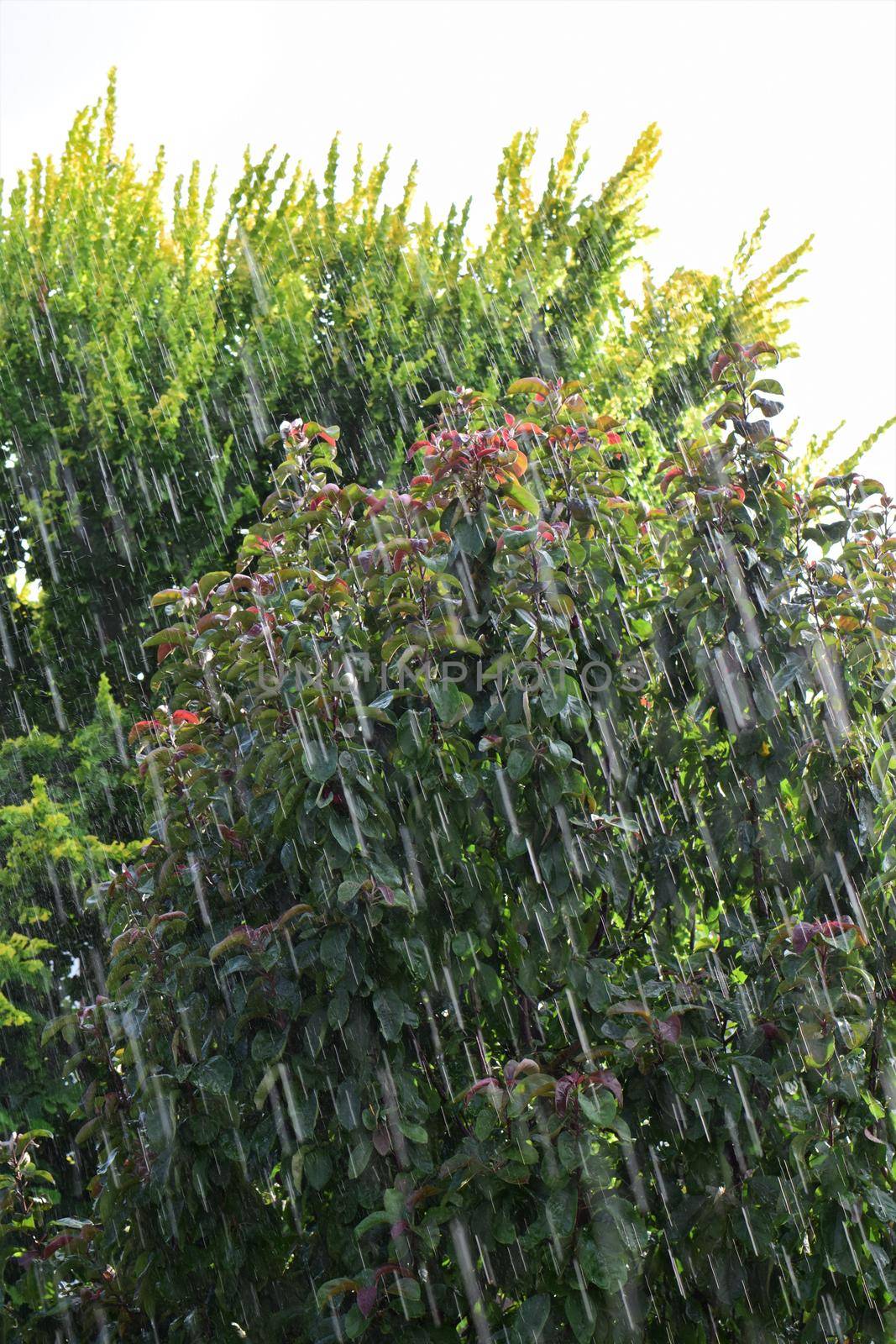 Strong rain on a summer day with two trees in the background