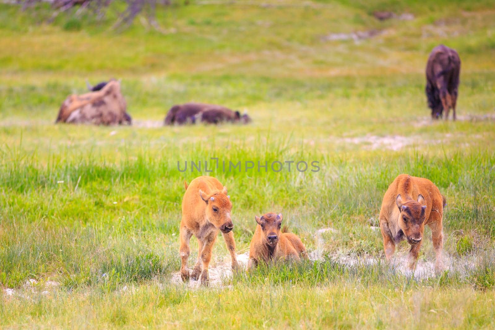 Three Bison calves walking in Yellowstone National Park.  Some adult bison in the far background, relaxing.