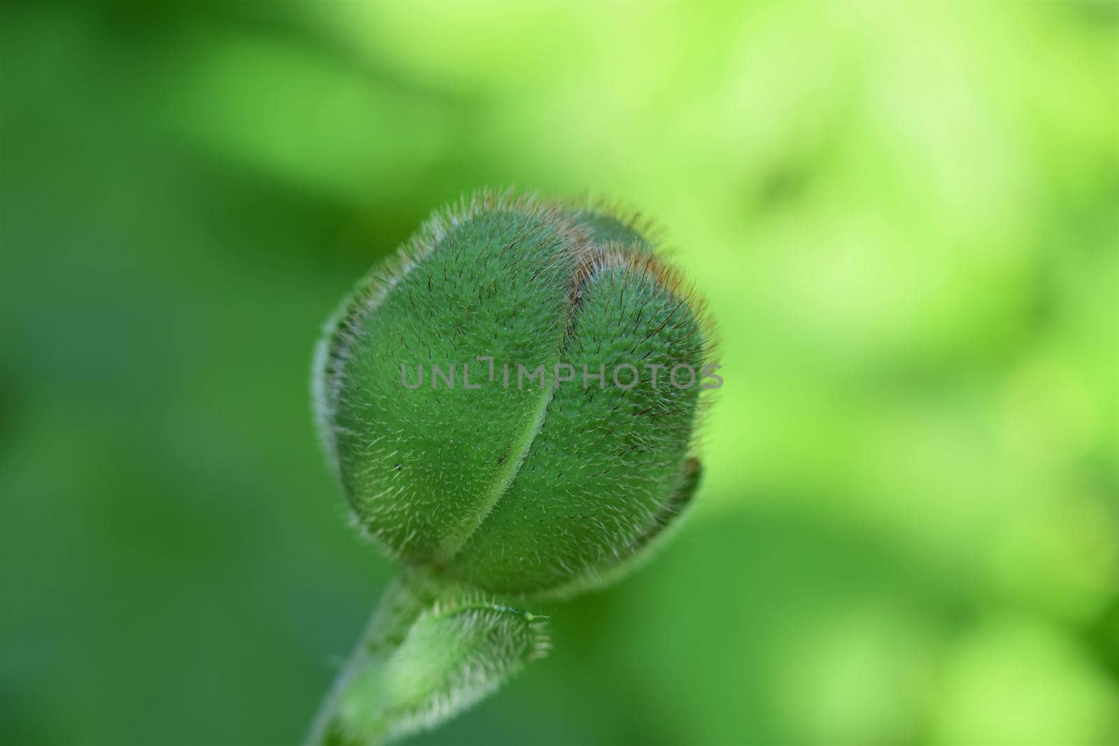 Close up of a green closed poppy bud against a green blurry background