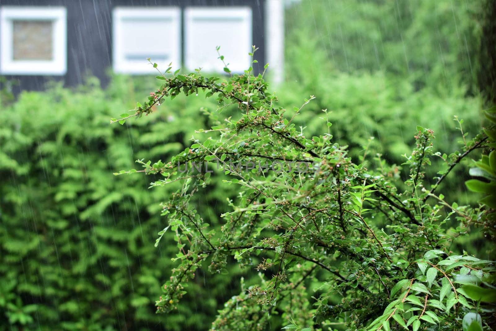 Green bush against a hedge and a house during bad weather with heavy rain by Luise123