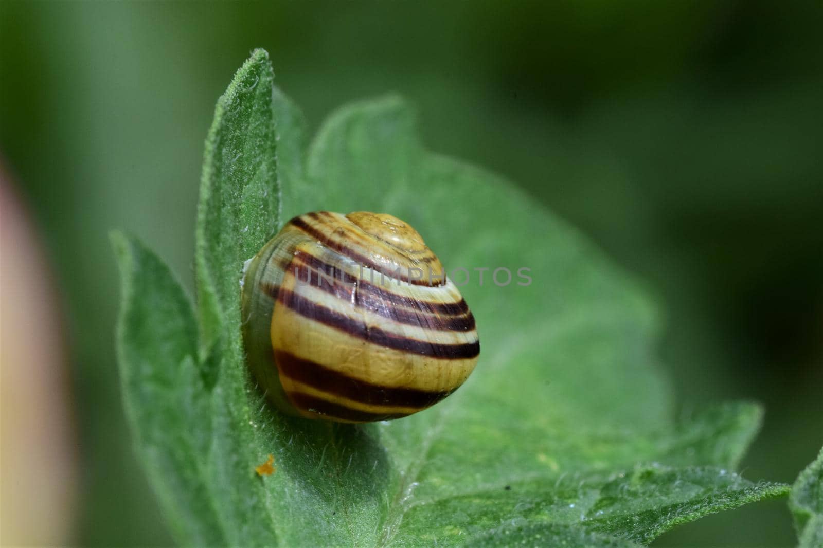 A close up of a Housing snail - Cepaea hortensis on a tomato leaf