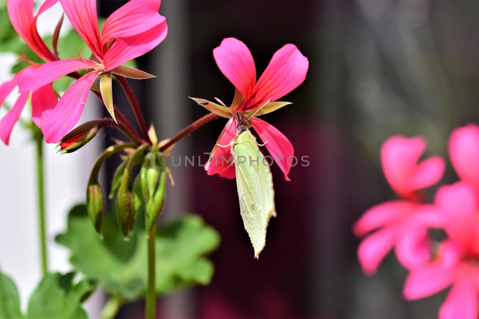 Pieris rapae - cabbage white butterfly at a pink geranium blossom as a closeup