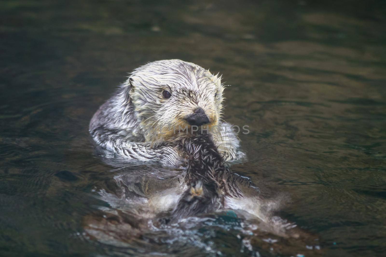 A sea otter enjoys leisure time in water.