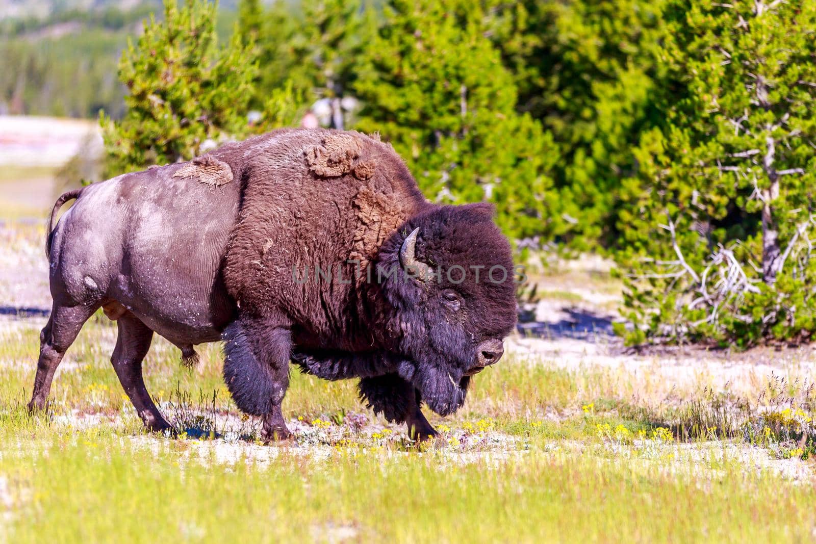 Adult Bison wanders inside Yellowstone National Park