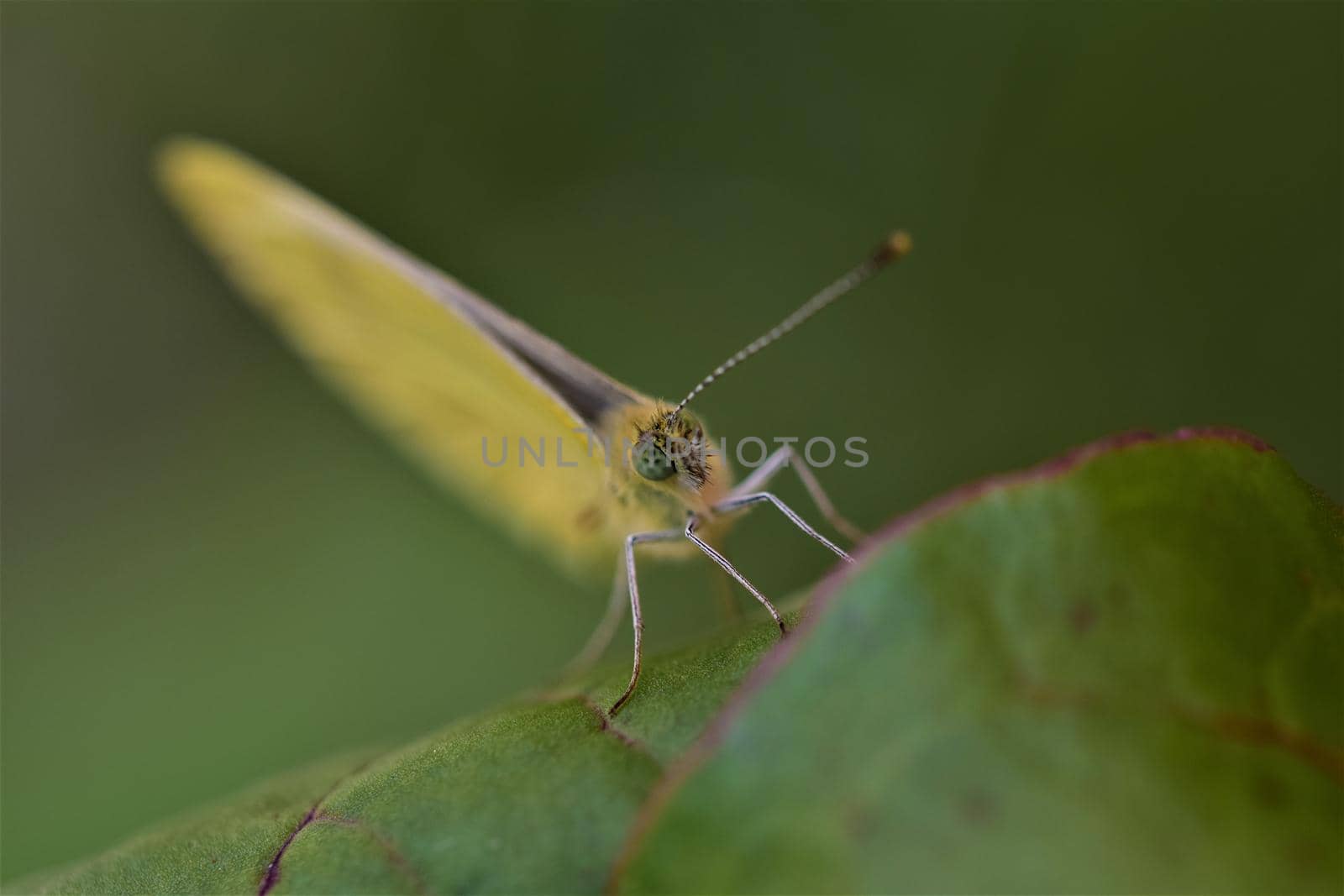 Pieris rapae - cabbage white butterfly on a beetroot leaf as a close up by Luise123