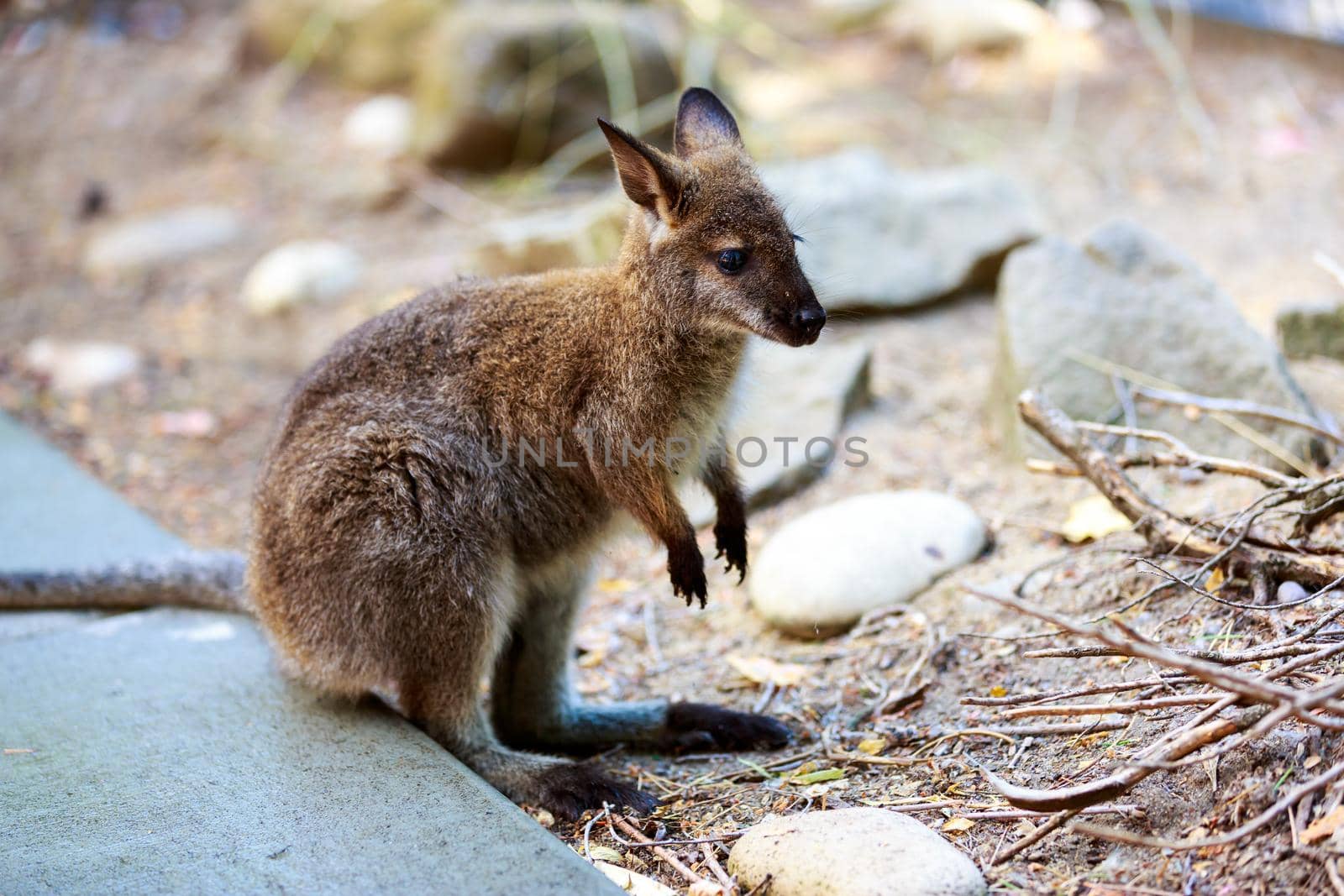 Bennett's Wallaby enjoys leisure time in captivity