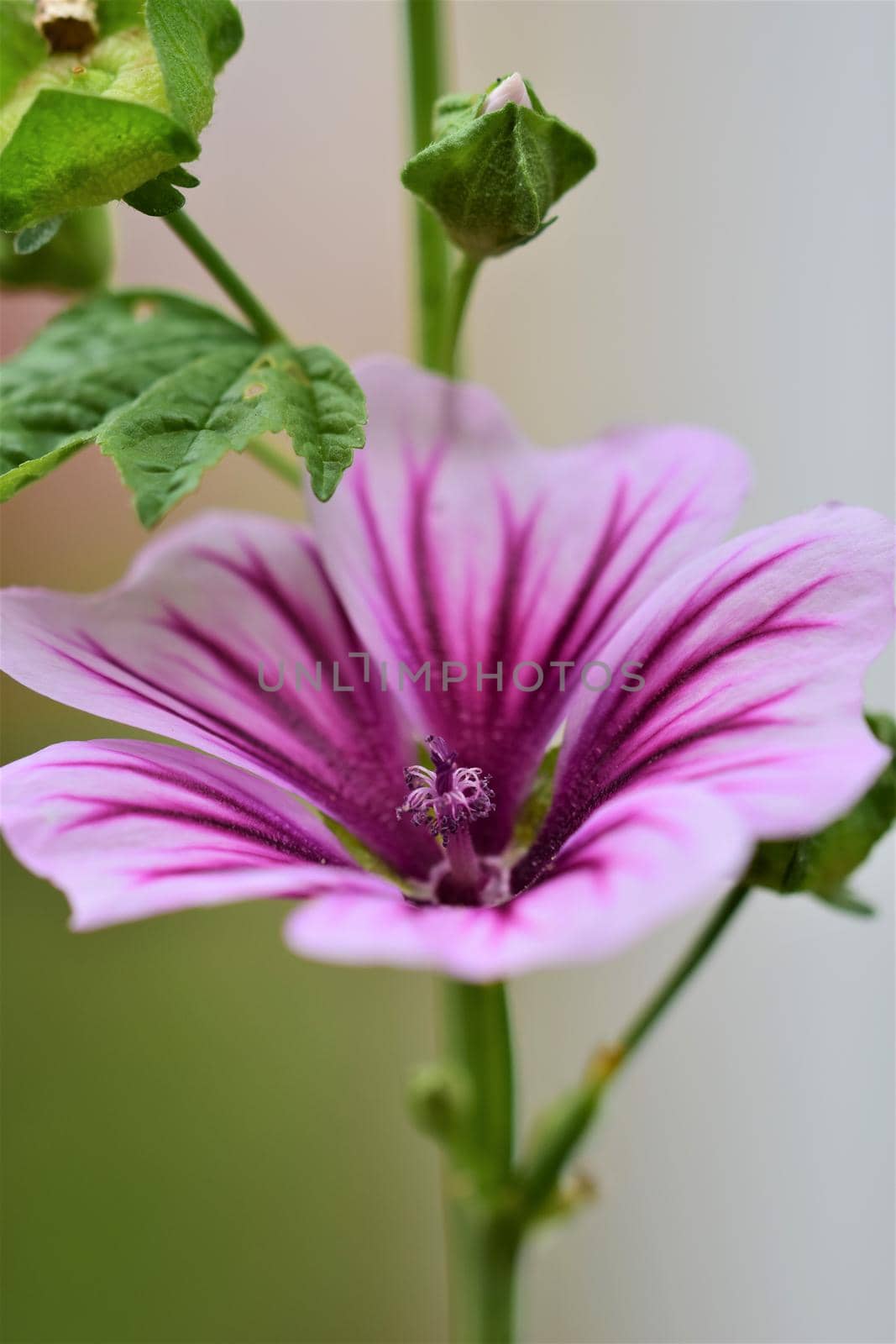 Close up of a zebra mallow blossom by Luise123