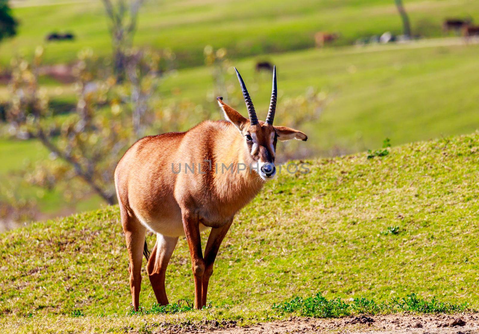 A Roan Antelope walking across the grassland.