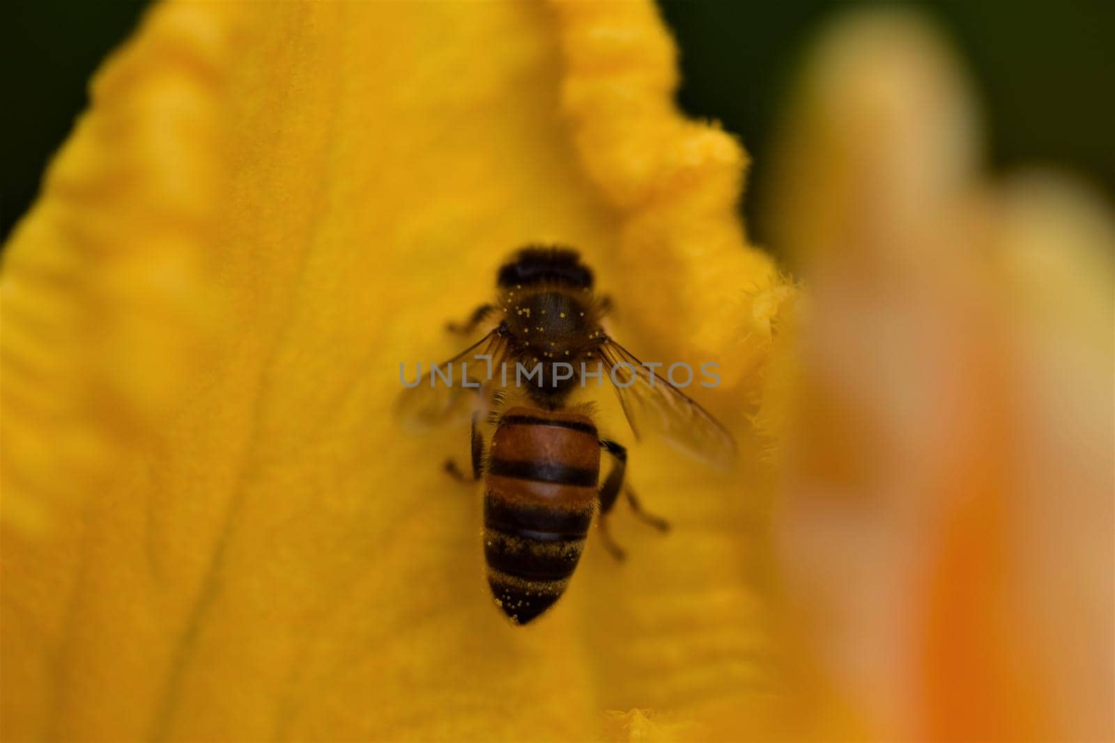 Honey bee in a yellow pumkin blossom by Luise123