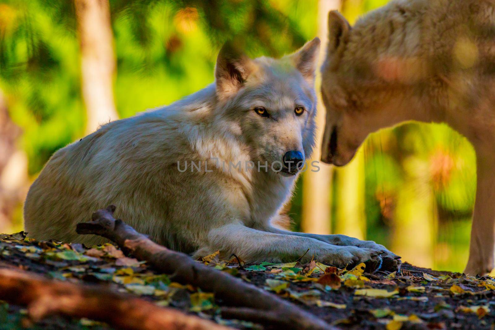 Gray Wolves by gepeng