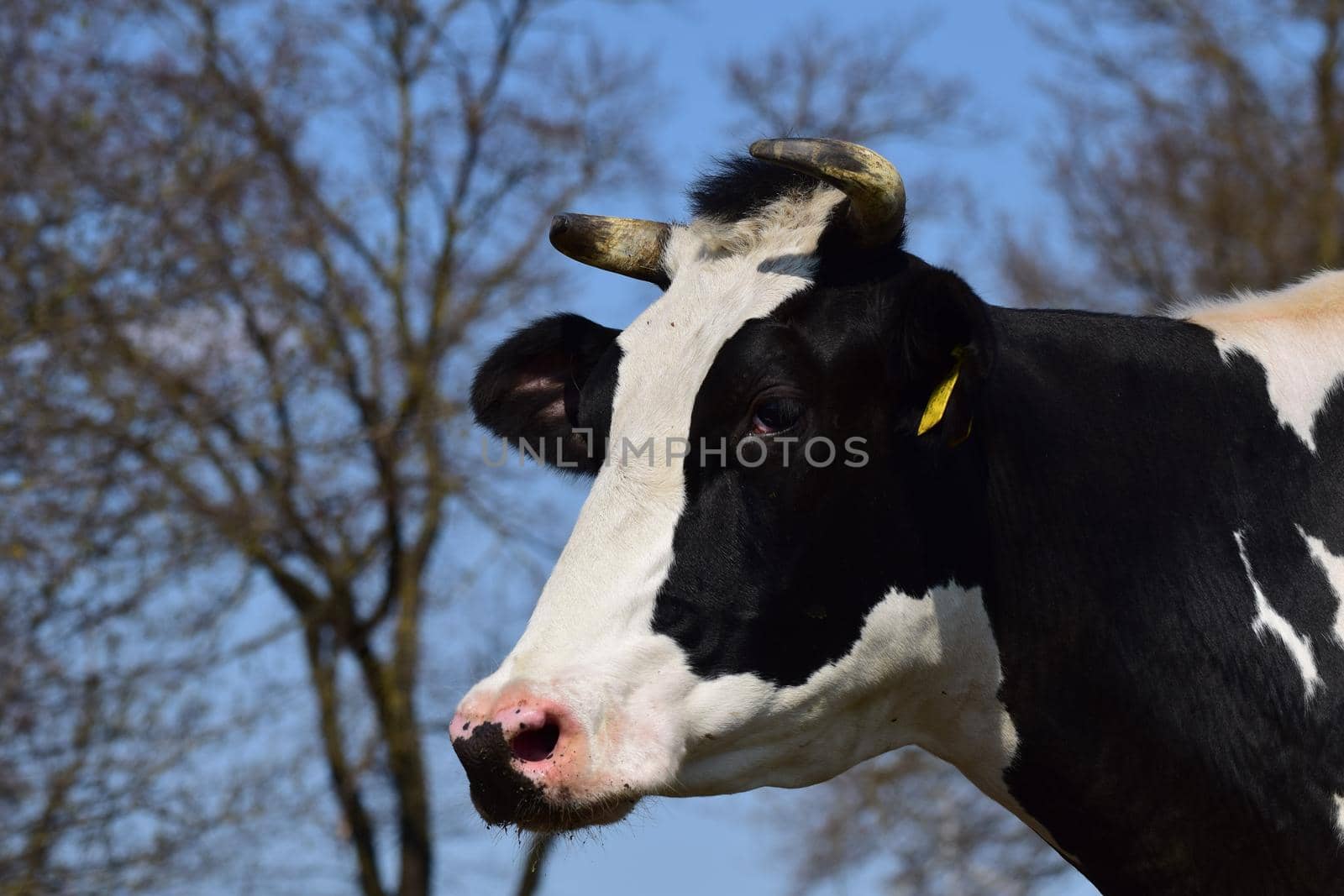 Black and white cow on the meadow as a close up