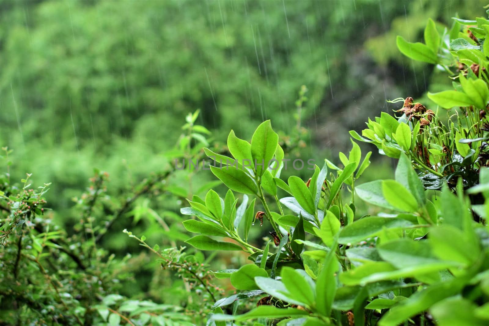 A green rhododendron bush in front of a hedge during bad weather with heavy rain