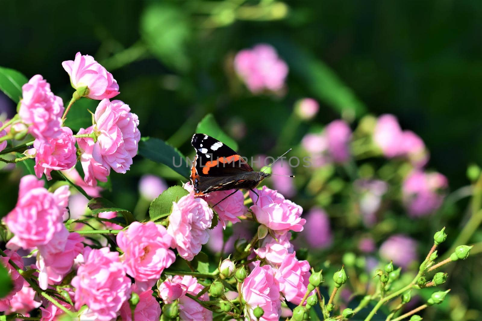 An Admiral butterfly in a pink rose bush against a blurred background
