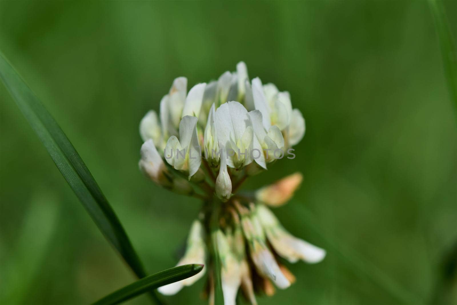 White clover blossom against green blurred grasses as background by Luise123